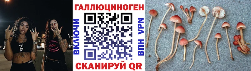 omg как войти  Буйнакск  Псилоцибиновые грибы Psilocybe 